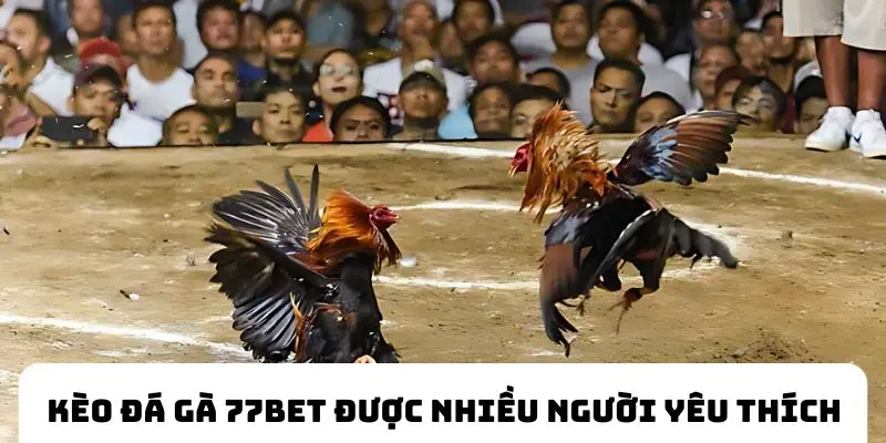 Kèo đá gà 77BET được nhiều người yêu thích