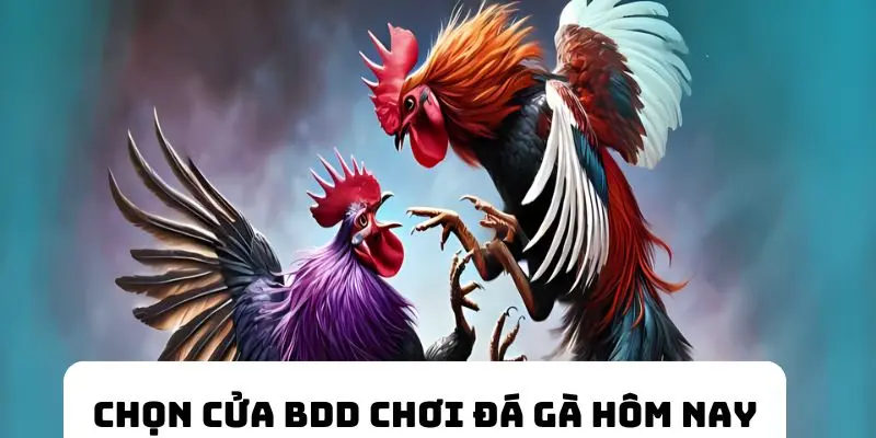 Chọn vào cửa BDD đá gà 77BET ngay hôm nay